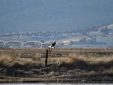 E Lower Klamath NWR 006